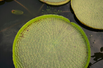 Exotic South American aquatic plants. Victoria cruziana, also known as Irupe, giant green floating...
