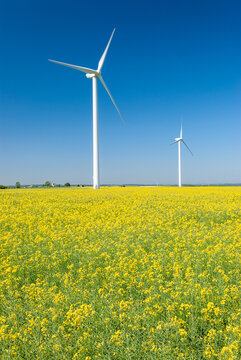 Parc &eacute;olien des Monts Bergerons dans la Somme..6 &eacute;oliennes de 2 m&eacute;gawatts. Champ de colza en fleur au 1er plan