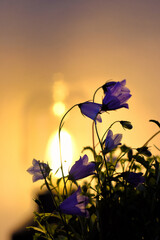 flowers und glass lamp light.