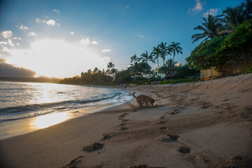 Dog digging for crabs on beach in Hawaii