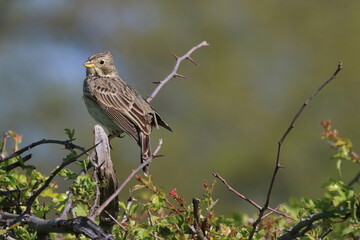 Bruant proyer / Emberiza calandra  / Corn Bunting - 2021 04 25 1032 - Yonne 7964
