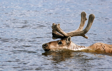 Horned reindeer swims across the river during the spring migration.