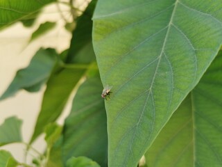 caterpillar on leaf