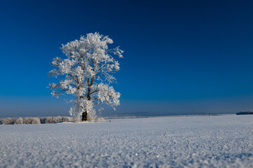 A lonely tree in the snow in a field against a blue sky