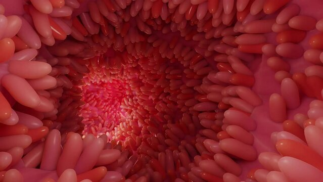 medically accurate animation of intestinal villi. Red microvilli in a intestinal tract. close-up, Microbiology, anatomy, biology, science, medicine, medical and healthcare concepts. 3D Rendering
