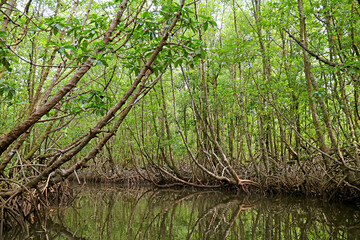 Obraz premium Boating Along the Tree Tunnels in Mangrove Forest, a Popular Attraction Ban Tha Ranae Village, Trat Province, Eastern Region of Thailand