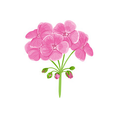 Geranium isolated on white background. Pink garden flower. Vector illustration in cartoon flat style. Floral icon.