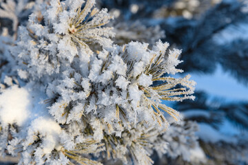 Snowy landscape, winter in Russia