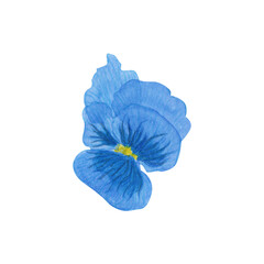 watercolor illustration of blue pansy flowers on isolated white background