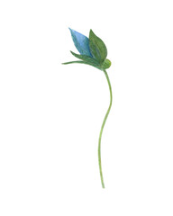 watercolor illustration of blue pansy flowers on isolated white background