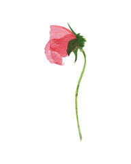 watercolor illustration of red pansy flowers on isolated white background