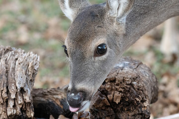Closeup of young white-tailed deer Odocoileus virginianus while drinking water.  