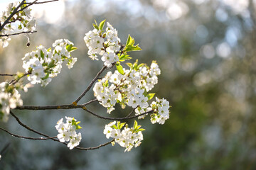 Twigs of cherry tree with white blossoming flowers in early spring