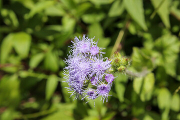 Blue Mistflower aka Conoclinium coelestinum in bloom in a tropical rainforest at the Cameron Highlands in Malaysia.