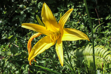 The Yellow Daylily aka Hemerocallis lilioasphodelus in bloom in a rainforest in the Cameron Highlands in Malaysia.