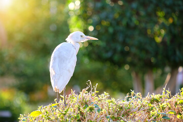 White cattle egret wild bird, also known as Bubulcus ibis walking on green lawn in summer