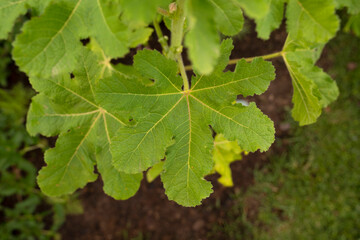 Hollyhock. Top view of Alcea rosea plant beautiful green leaves. 