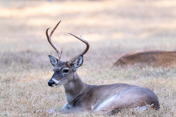 Naklejka na ściany i meble Male white-tailed buck deer Odocoileus virginianus with tall antlers laying down in suburban Texas backyard.
