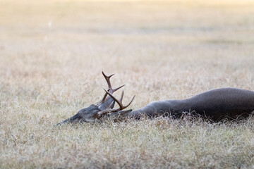 Male white-tailed buck deer Odocoileus virginianus with tall antlers laying down in suburban Texas backyard.