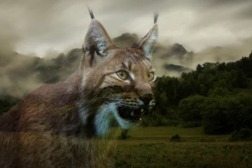 Papier Peint photo Lynx double exposure of lynx in a mountain landscape