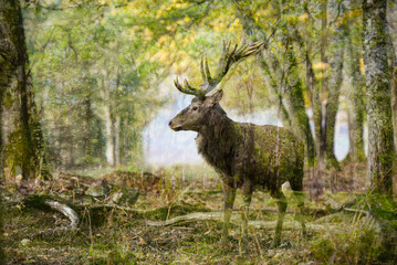 double exposure of a deer in a forest landscape