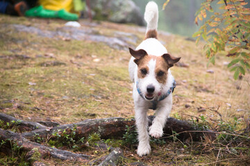 jack russell terrier