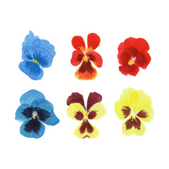 watercolor illustration of pansy flowers on isolated white background