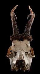 Gardinen Skull of a roe deer goat. Gloomy photo with contrasting lighting. © ukasz