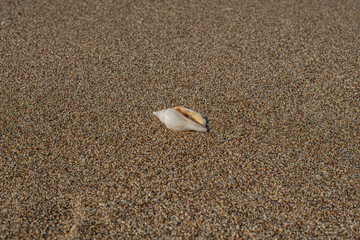 A shell lying on a sandy beach - Mediterranean Sea 