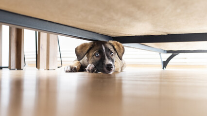 Puppy hiding under a sofa, goberian hiding under the sofa with guilty look