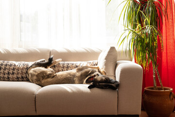 Dog relaxing on sofa at home, dog asleep on sofa
