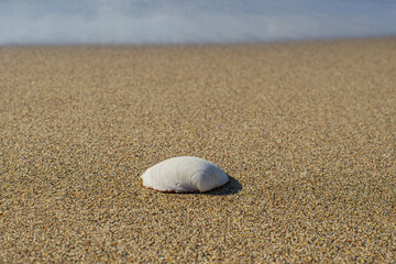 Fototapeta na wymiar A shell lying on a sandy beach - Mediterranean Sea 