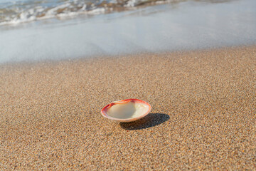 A shell lying on a sandy beach - Mediterranean Sea 