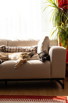 Dog relaxing on sofa at home, dog asleep on sofa