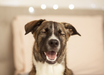Happy dog ​​with eyes closed looking at camera, selective focus