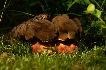 Mushrooms in the forest