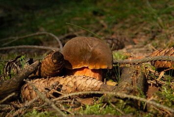 Mushroomsin the czech forest