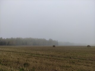 Naklejka premium fog in an endless field