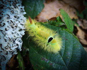 Calliteara pudibunda - Chenille