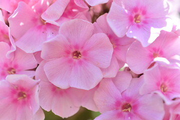 Fototapeta na wymiar Pink phlox flowers in summer close-up in the garden