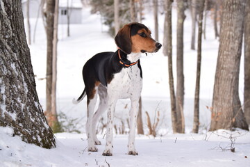 Treeing Walker Coonhound