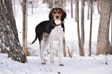 Treeing Walker Coonhound