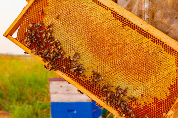 Apiarist, beekeeper is holding sealed full honeycomb with honey