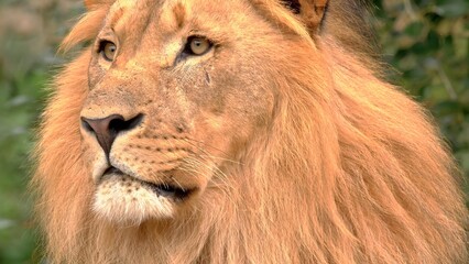 Close-up portrait of a lion