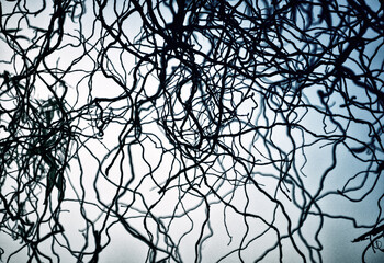 Twisting branches of a beautiful tree against the sky, blue background