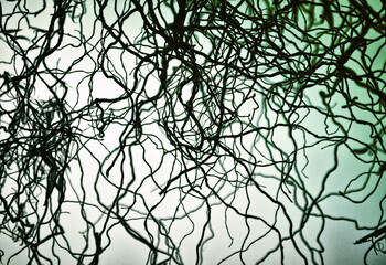 Twisting branches of a beautiful tree against the sky, green abstract background
