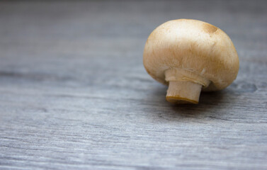 One mushroom champignon on a gray background with a large background