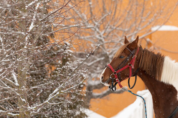 piebald in spots the horse stands at the hitching post outdoor waiting for the rider. Winter...