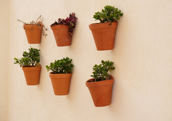 Fototapeta na wymiar Green House plants in clay brown pots on the white wall, outdoor. Typical decorated facade of a house with flowers in blue pots in the province of Malaga, Andalusia, Spain. Crassula Ovata