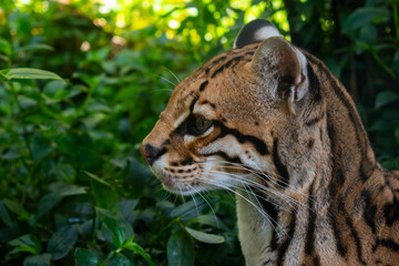 ocelot Leopardus pardalis adult male Leopardus pardalis in close-up showing head